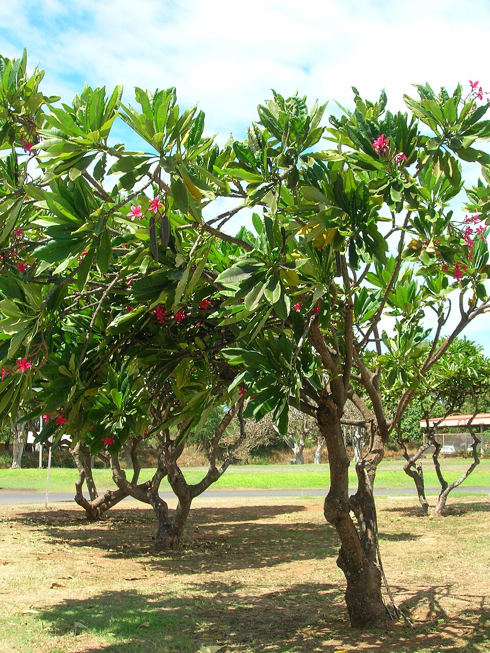 Plumeria, Assorted — whole plant