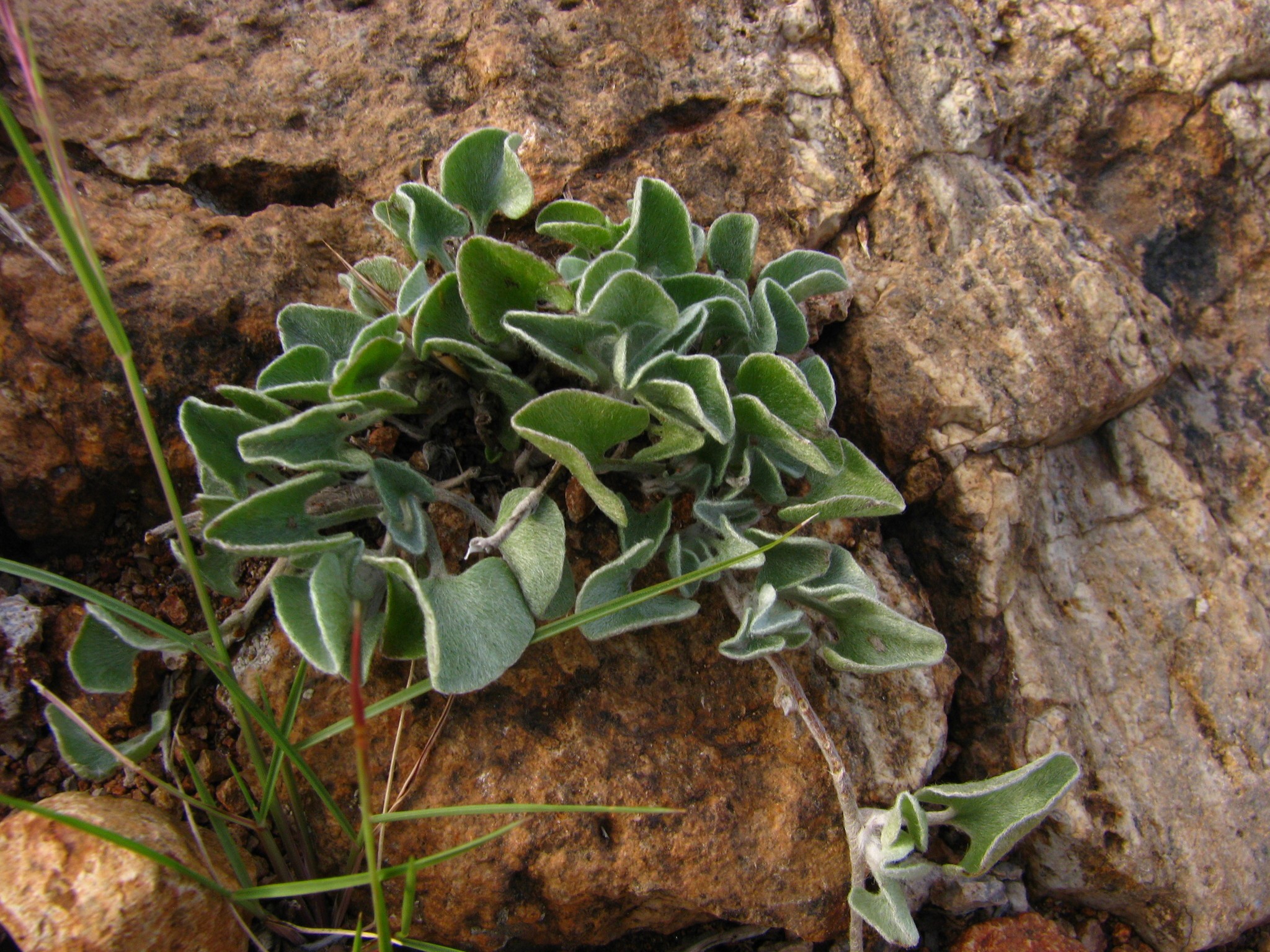 Silver Ponyfoot — flowers or notable detail