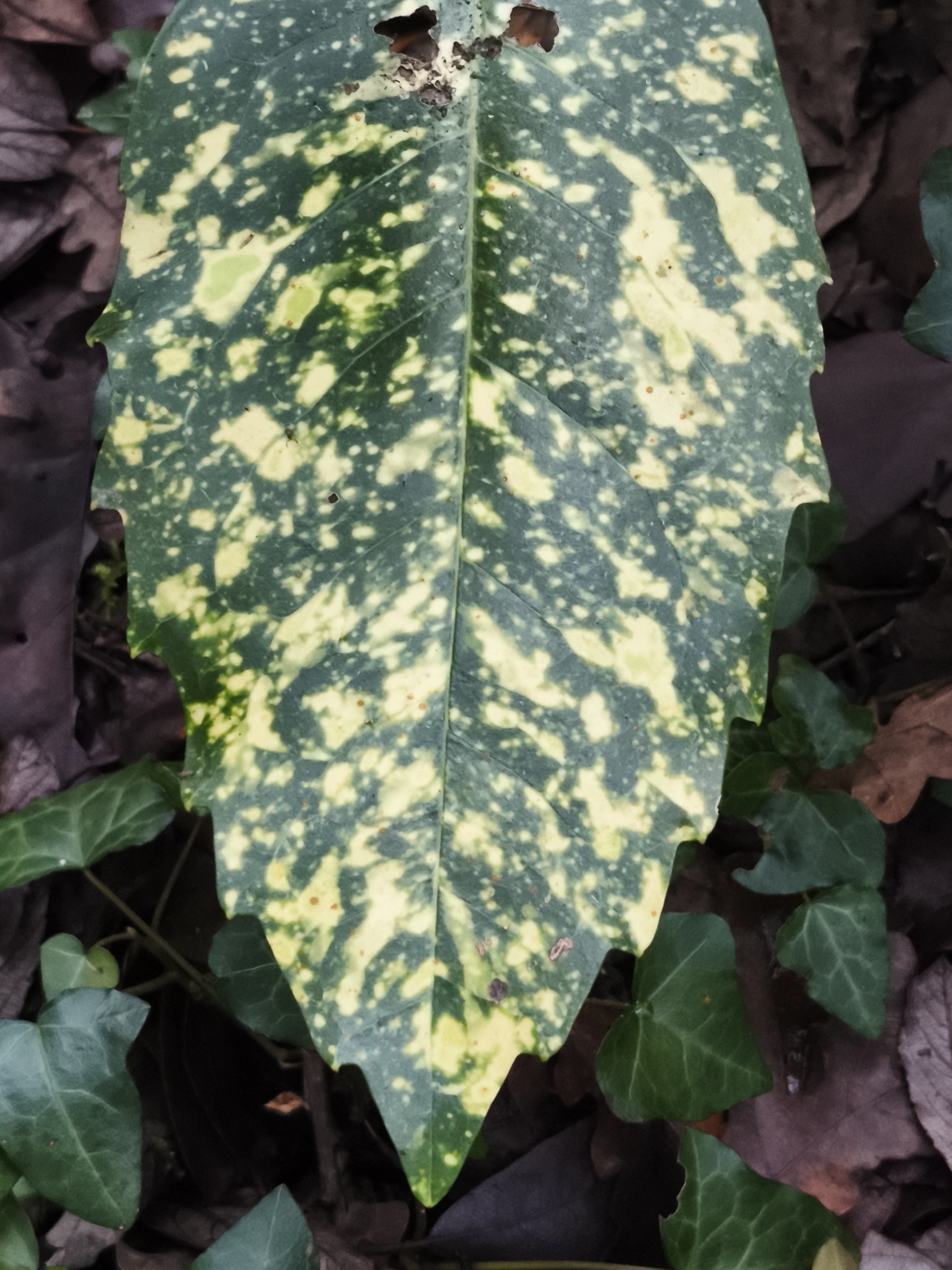 Aucuba, Gold Dust — flowers or notable detail
