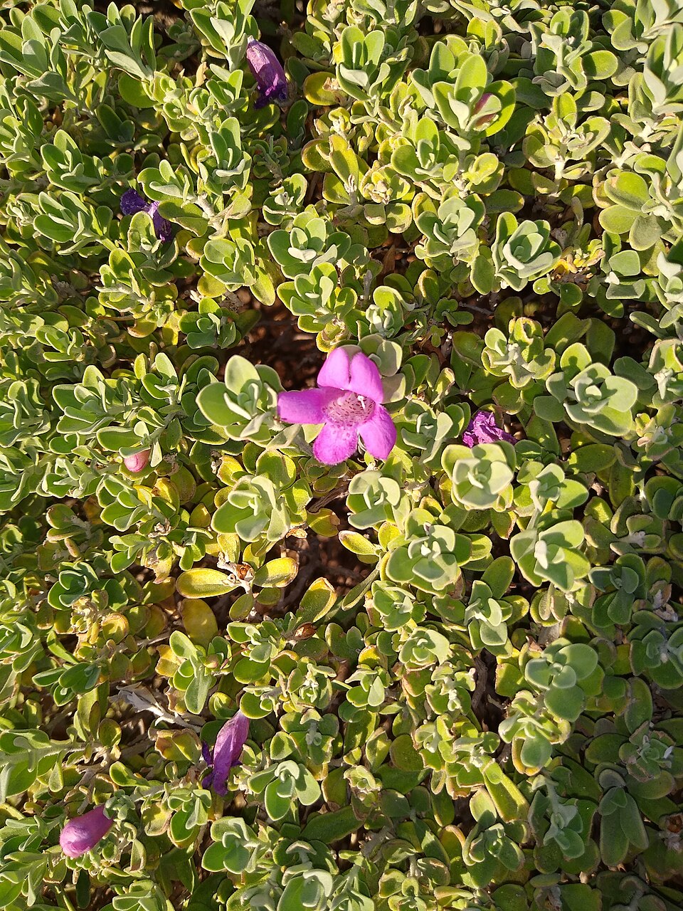 Texas Sage, Little Lynn's Legacy — flowers or notable detail
