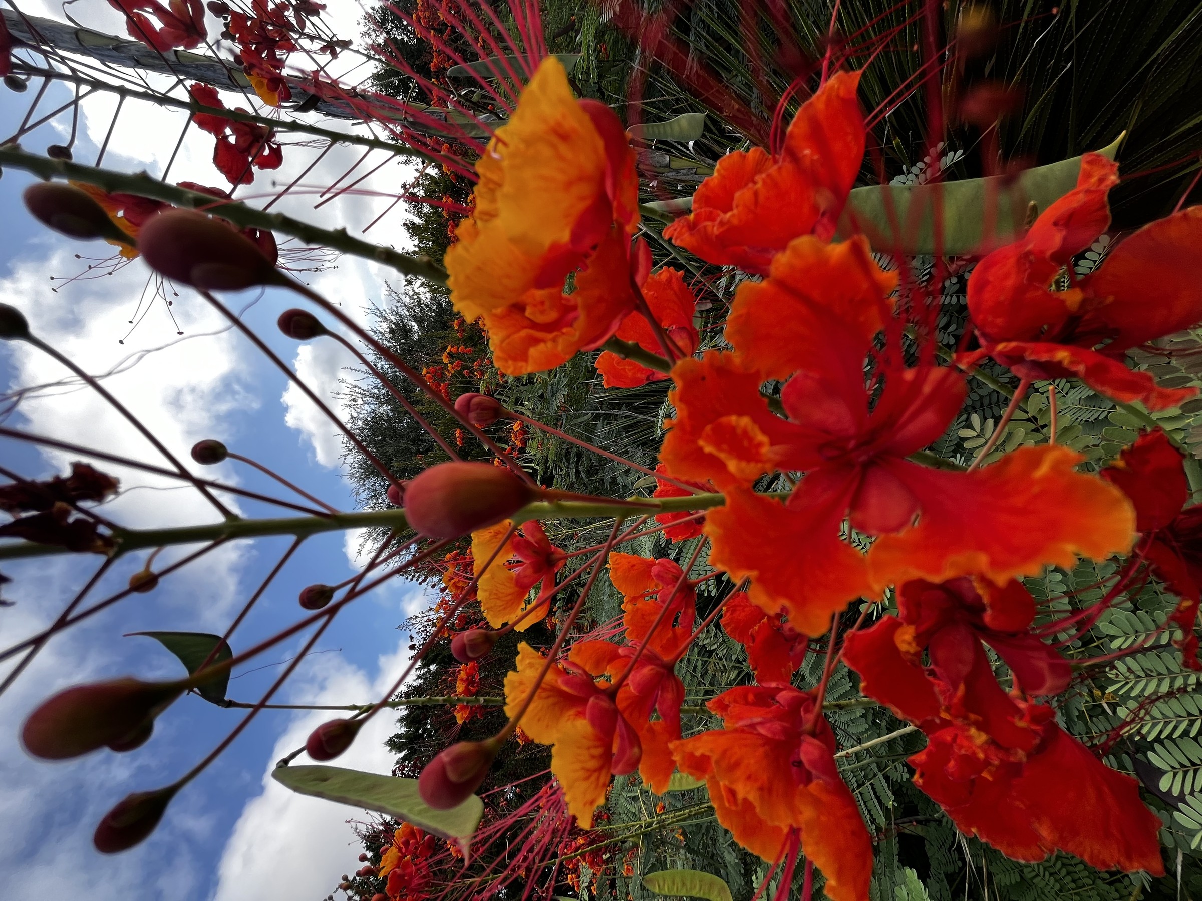 Pride Of Barbados — flowers or notable detail