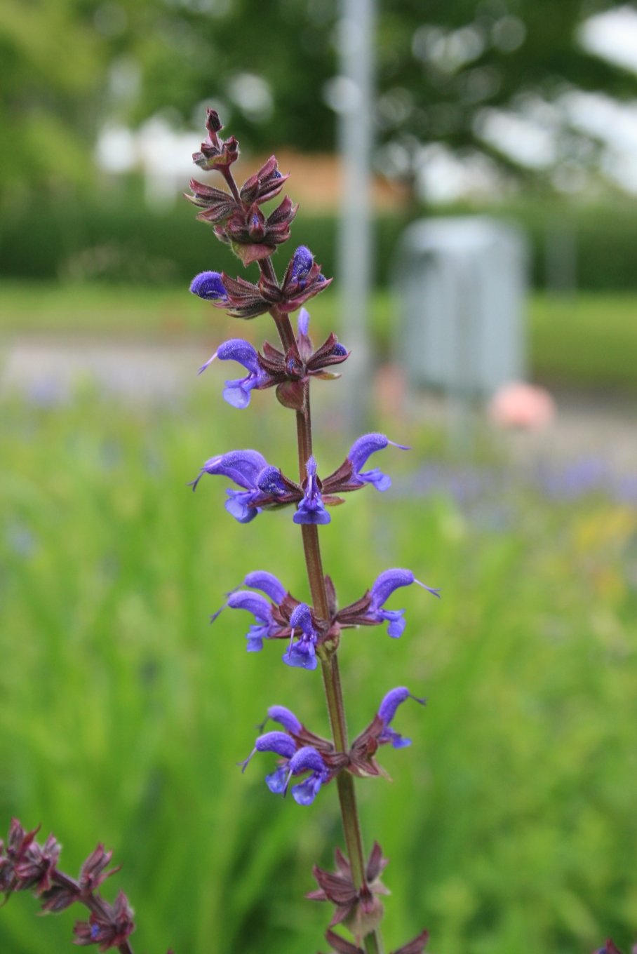 Salvia, May Night/Meadow — flowers or notable detail