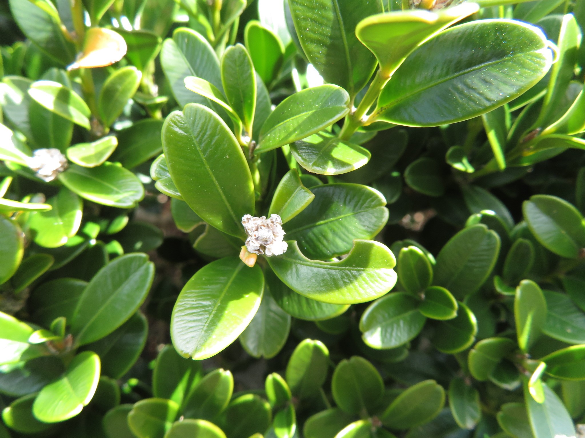 Topiaries — flowers or notable detail