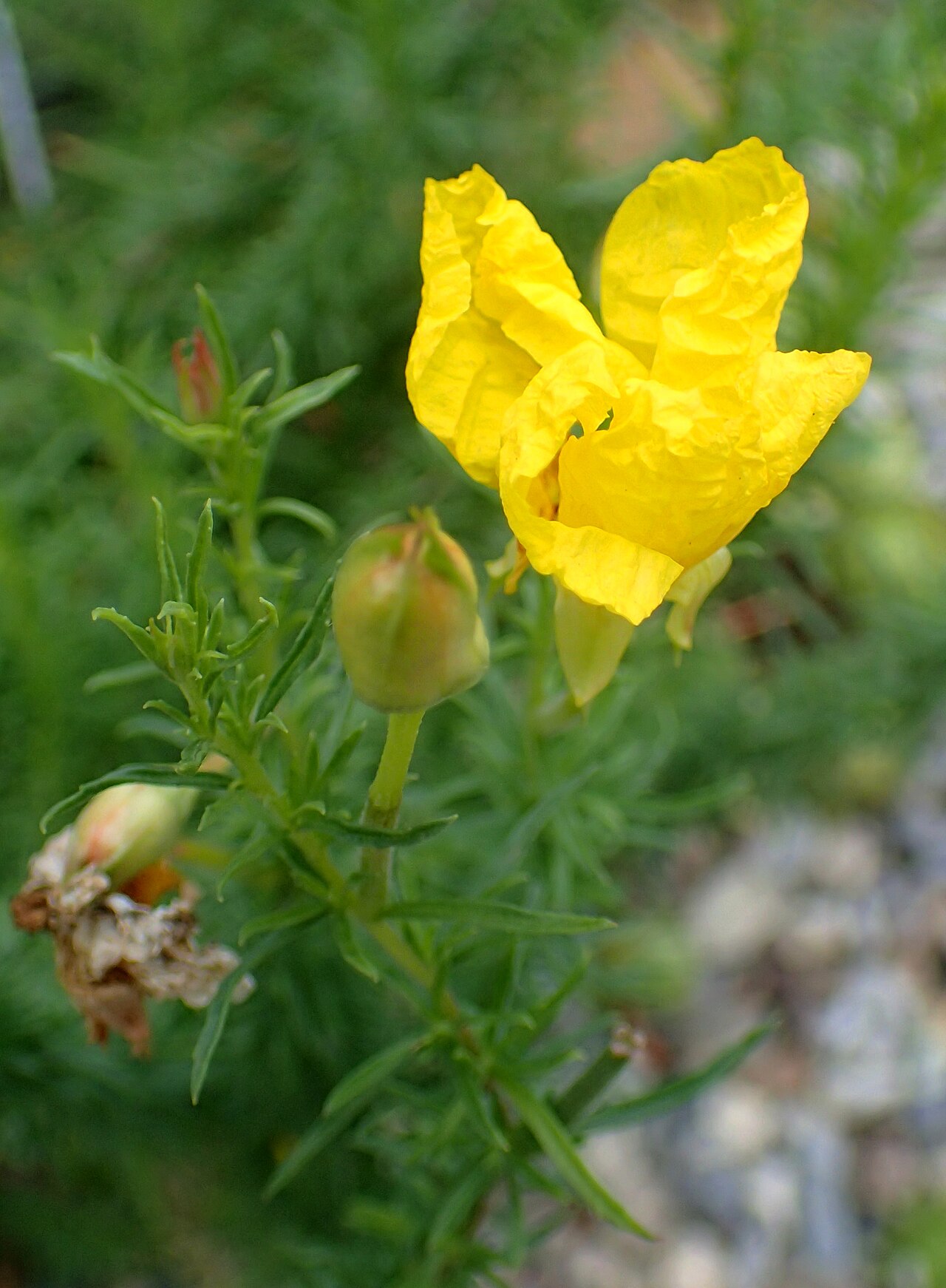 Calylophus, Texas Primrose — whole plant