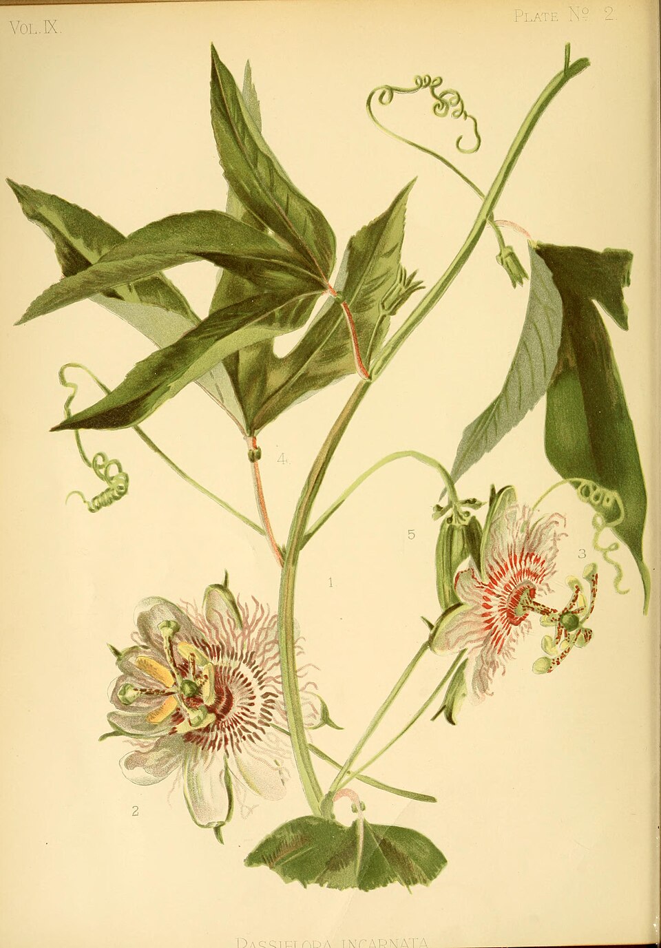 Passion Vine — whole plant