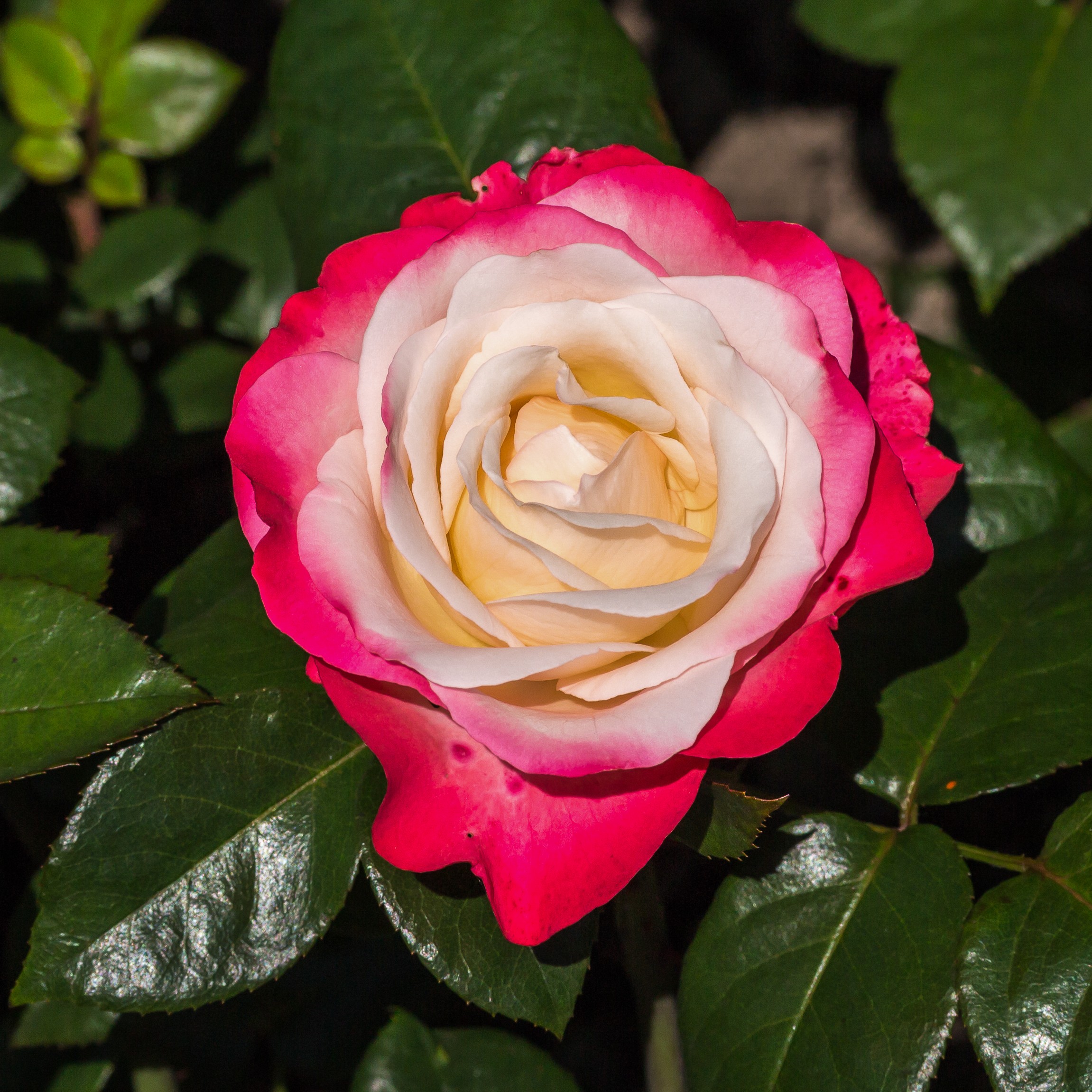 Topiary, Rose Patio — whole plant