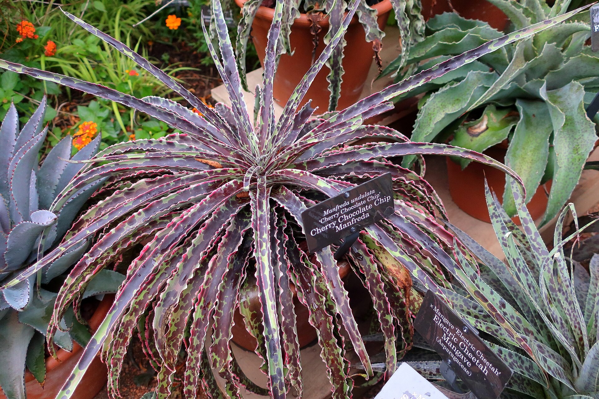 Manfreda — whole plant