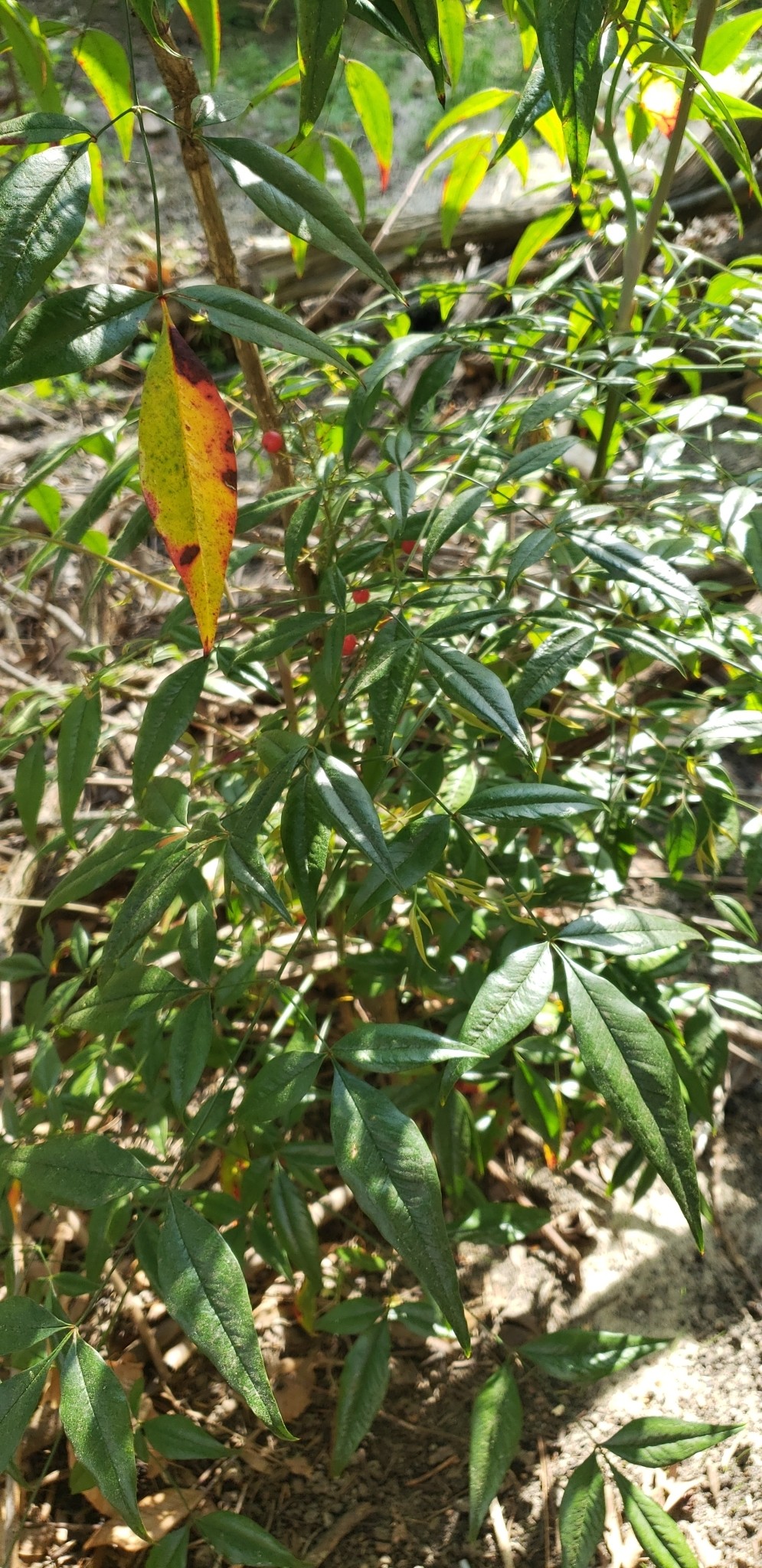 Nandina, Blush Pink — flowers or notable detail