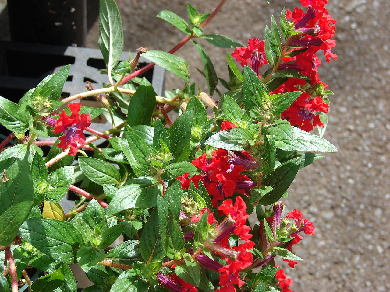 Batface Cuphea — flowers or notable detail