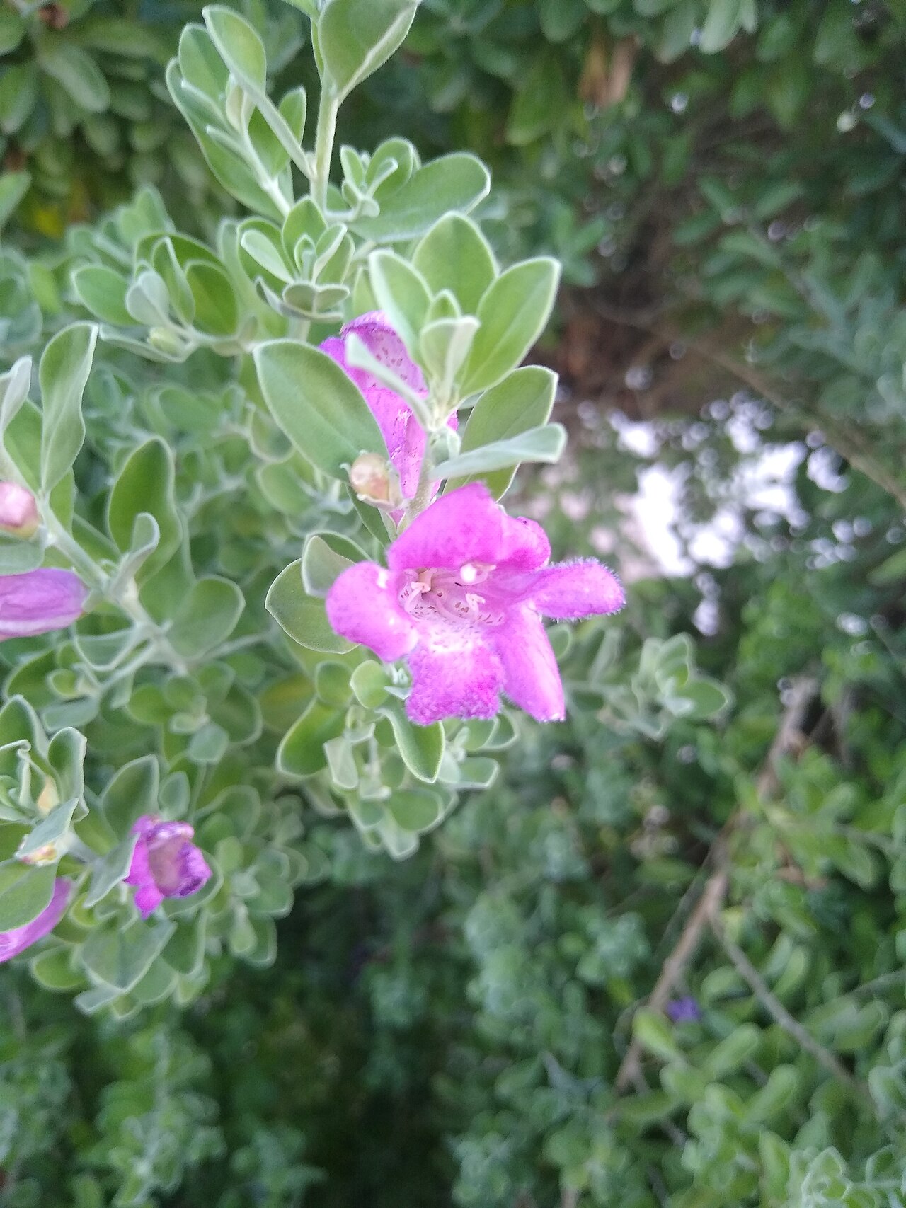 Texas Sage Heavenly Cloud — flowers or notable detail
