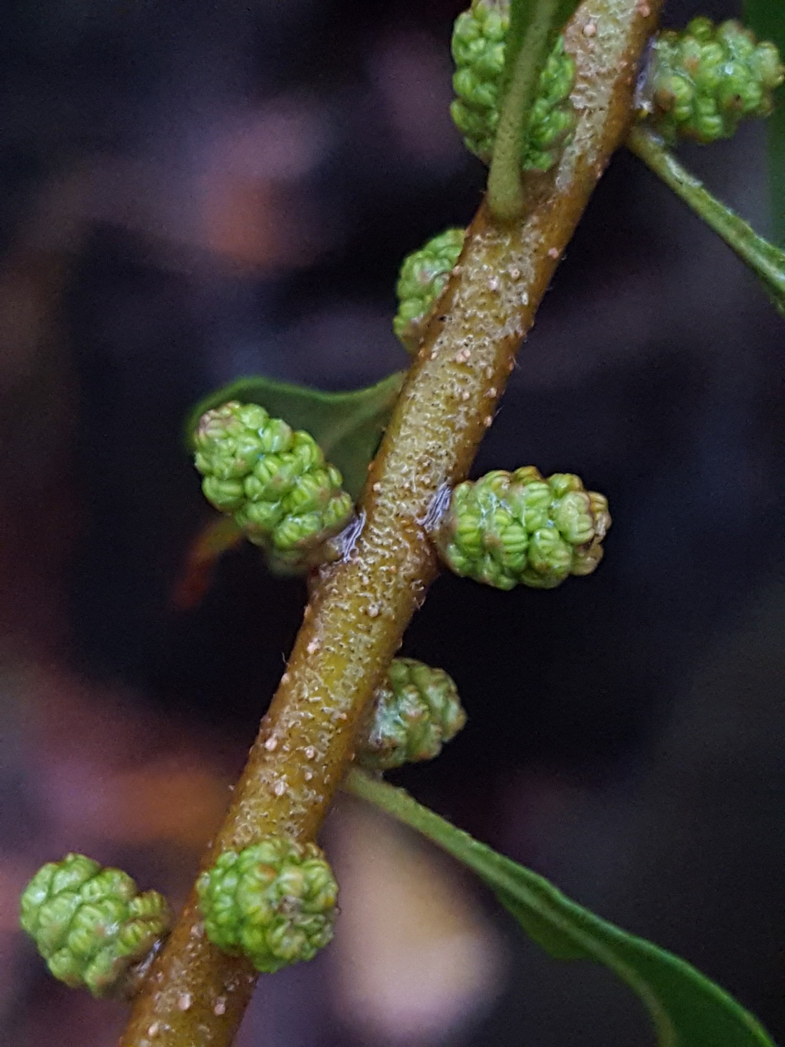 Wax Myrtle Dwarf — flowers or notable detail