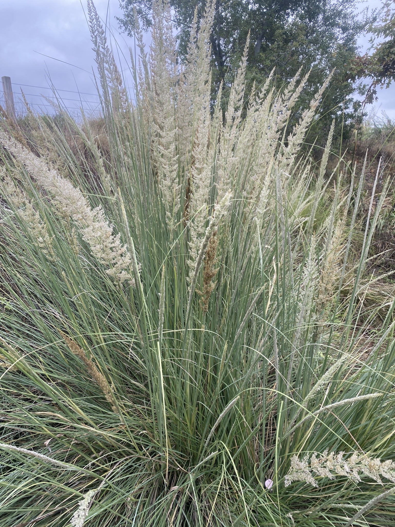 Grass, Lindheimer — flowers or notable detail