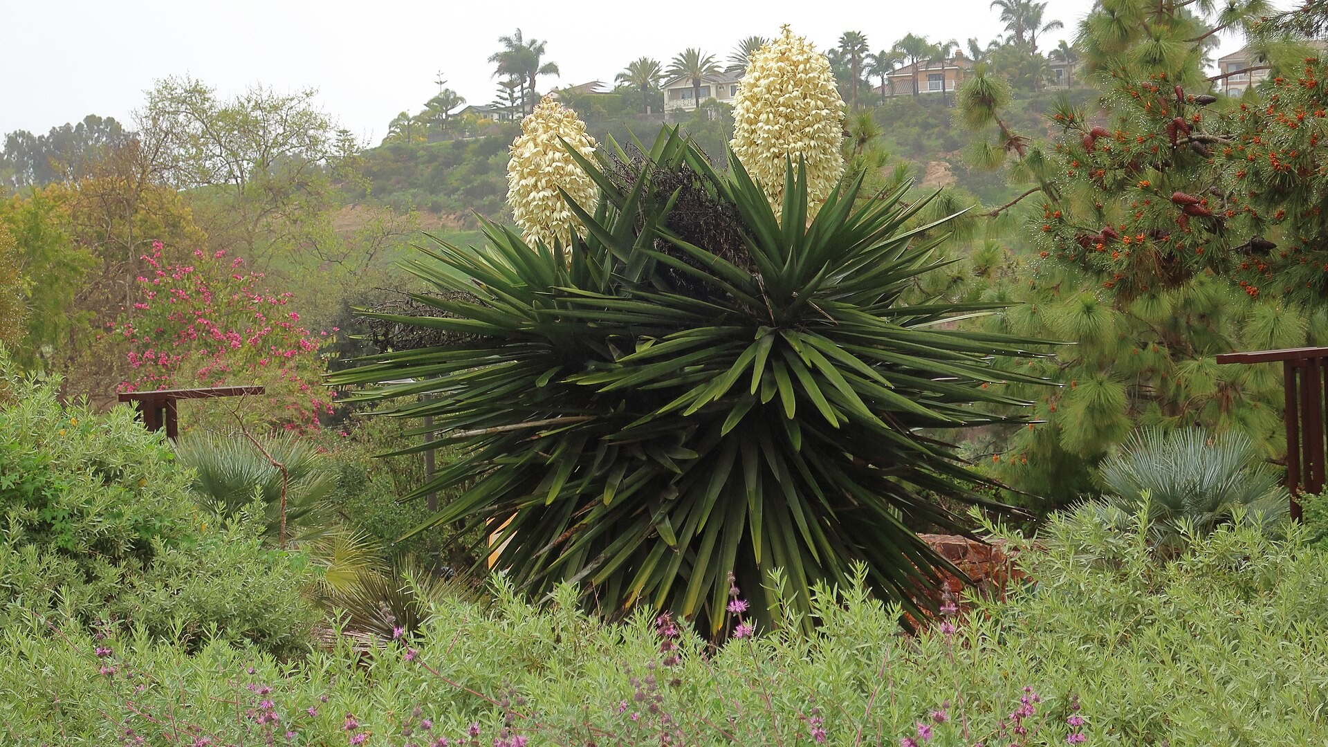 Spanish Dagger — 4-6' — whole plant