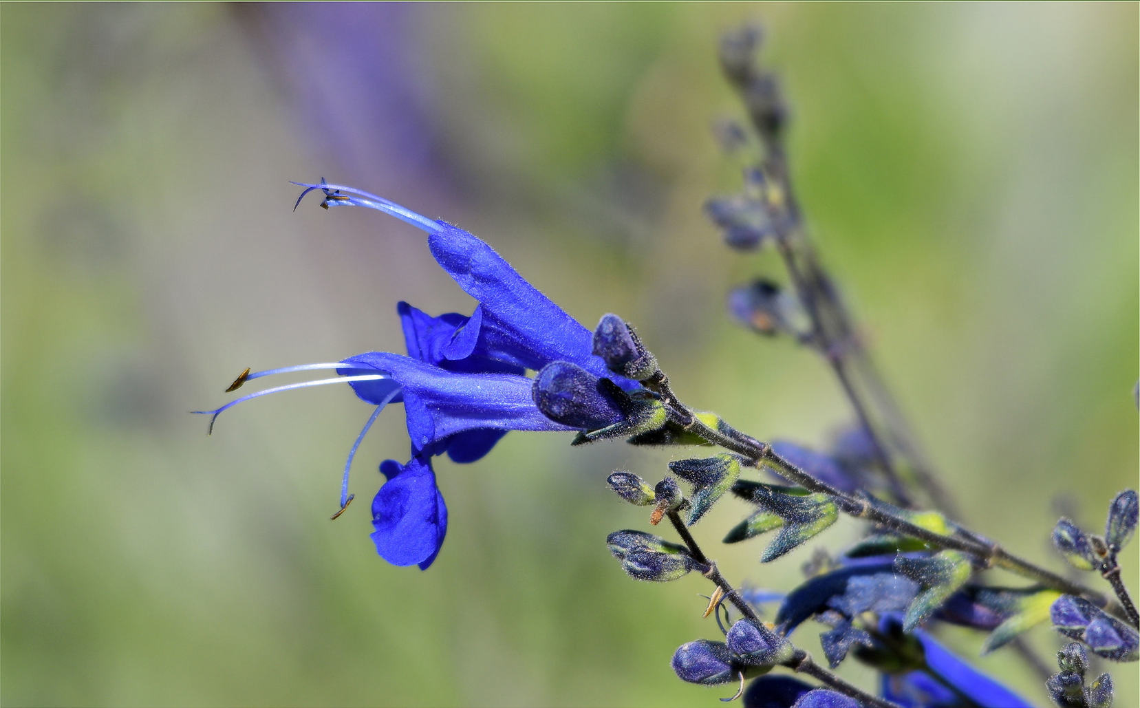 Salvia Guaranitica, Black And Blue — flowers or notable detail
