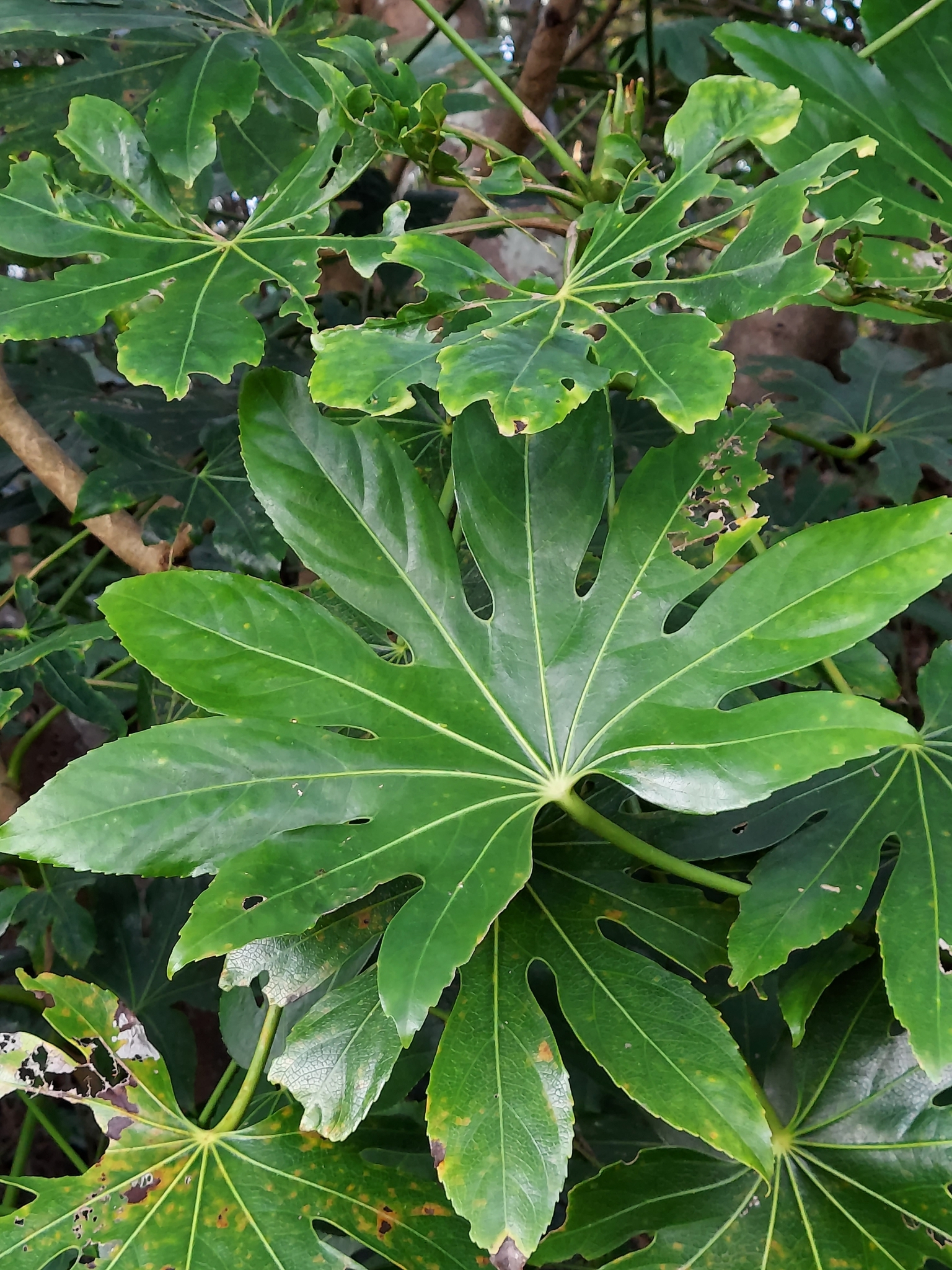 Aralia — whole plant