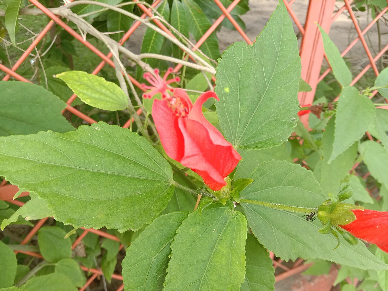 Turk's Cap — flowers or notable detail