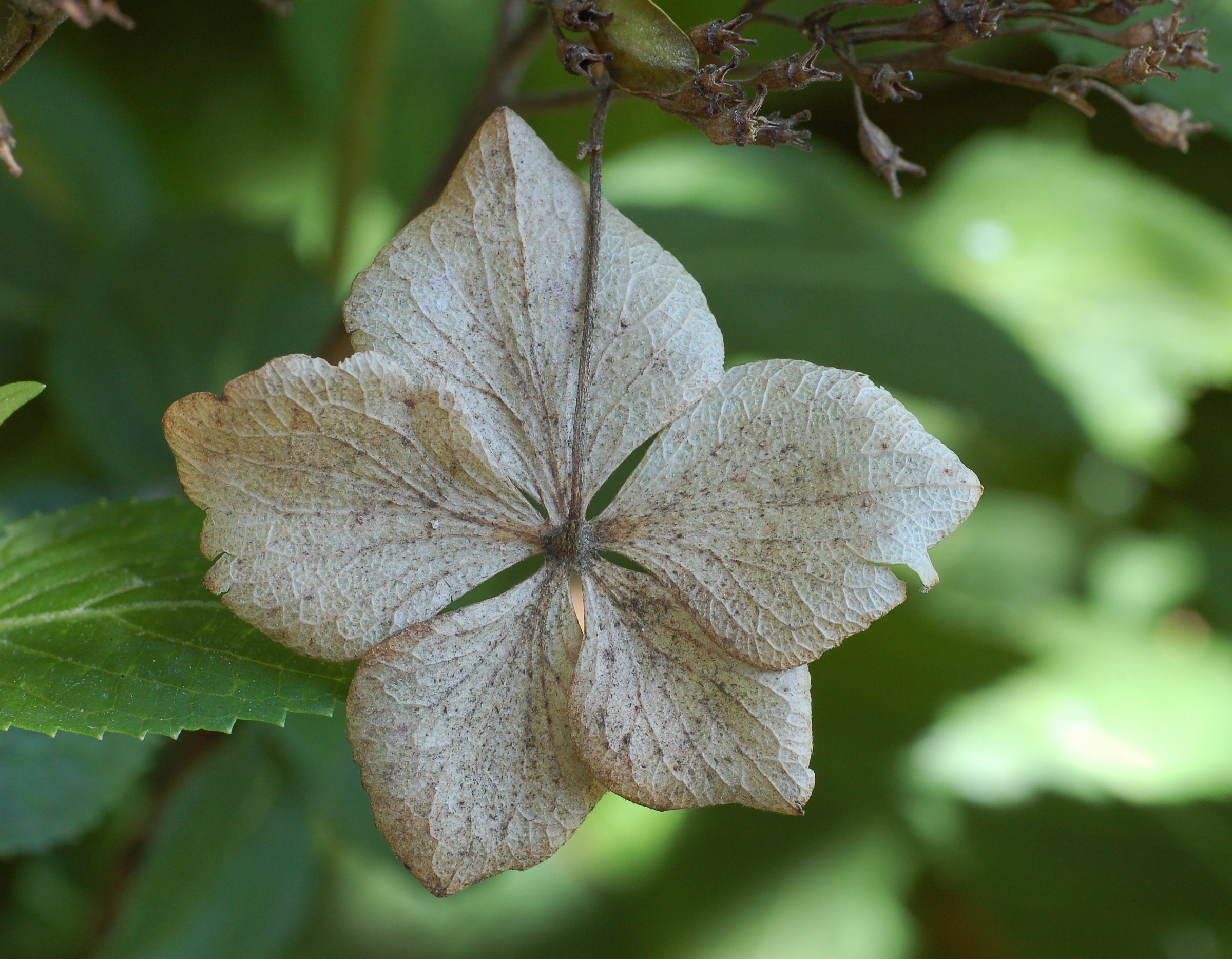 Hydrangea — flowers or notable detail