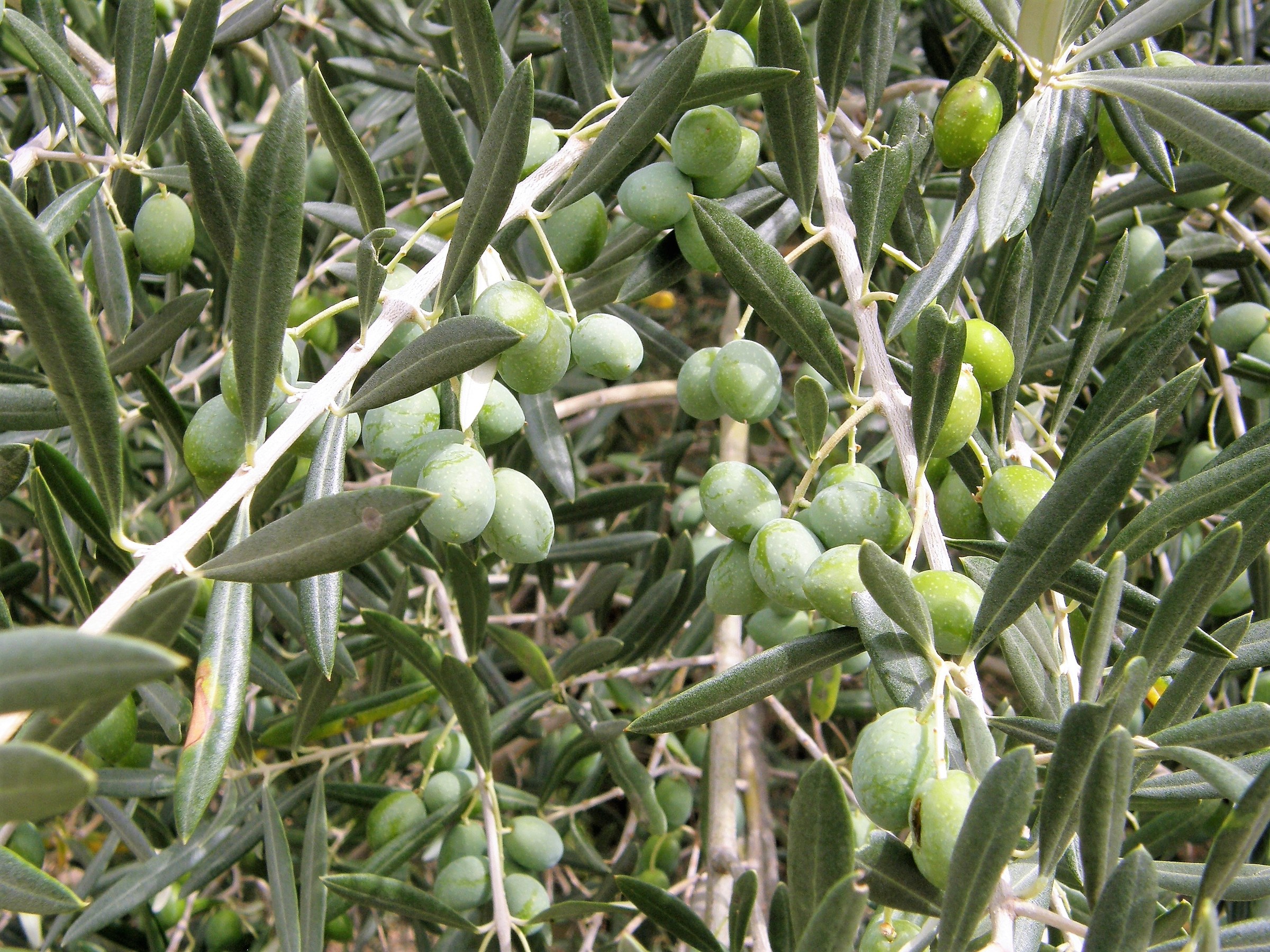 Olive, Sweet — flowers or notable detail