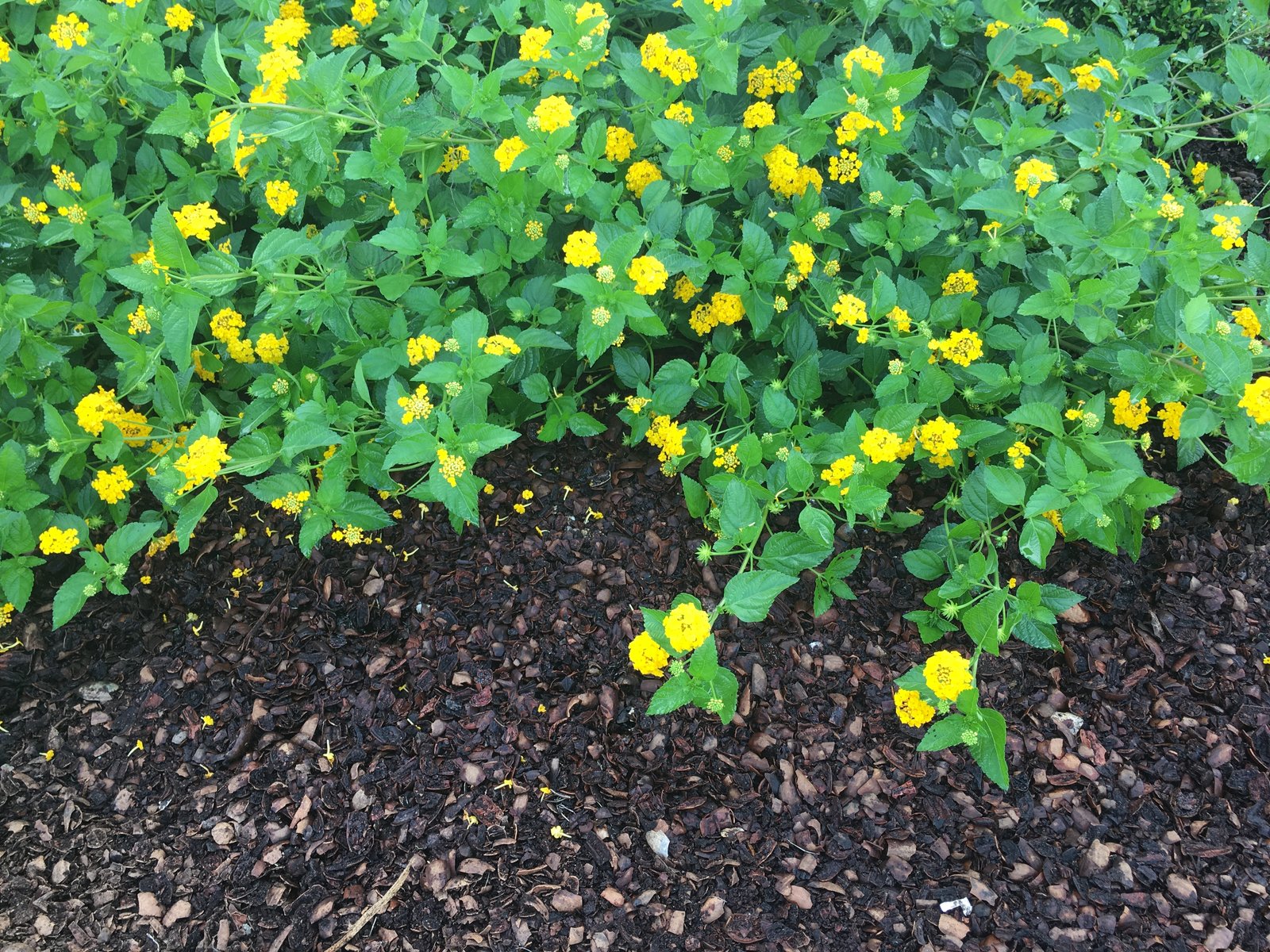 New Gold Lantana — whole plant