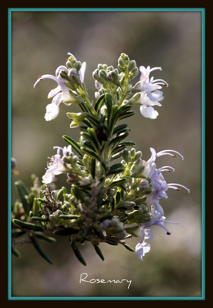 Rosemary (upright) — whole plant