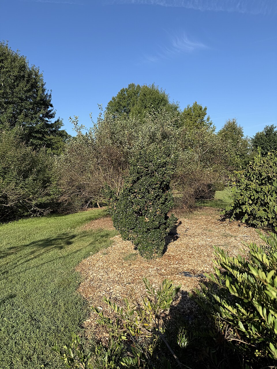 Ligustrum, Waxleaf — whole plant