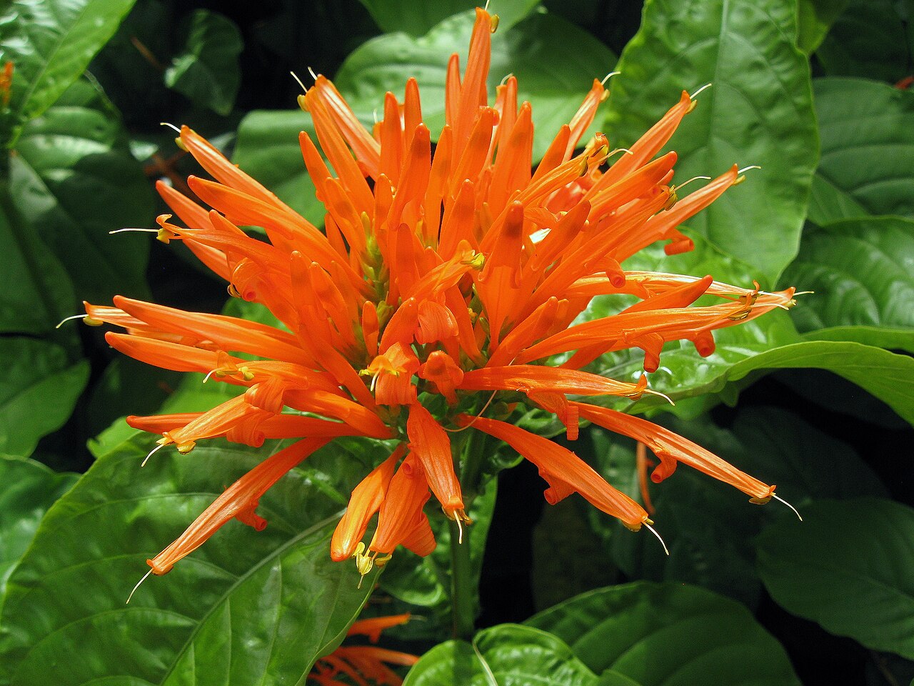Mexican Honeysuckle — flowers or notable detail