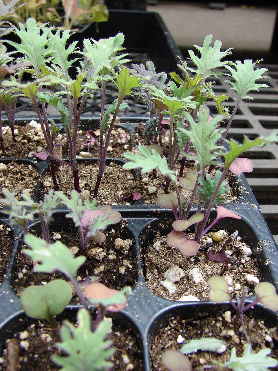 Cabbage - Red — whole plant