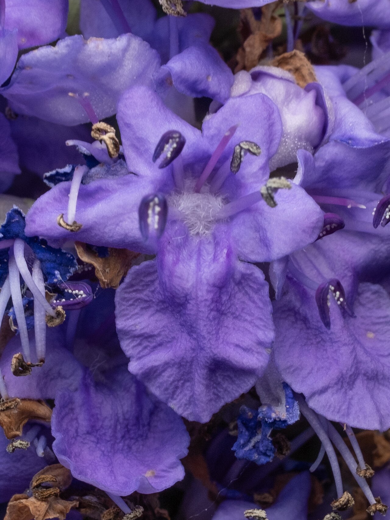 Vitex (chaste Tree) — flowers or notable detail