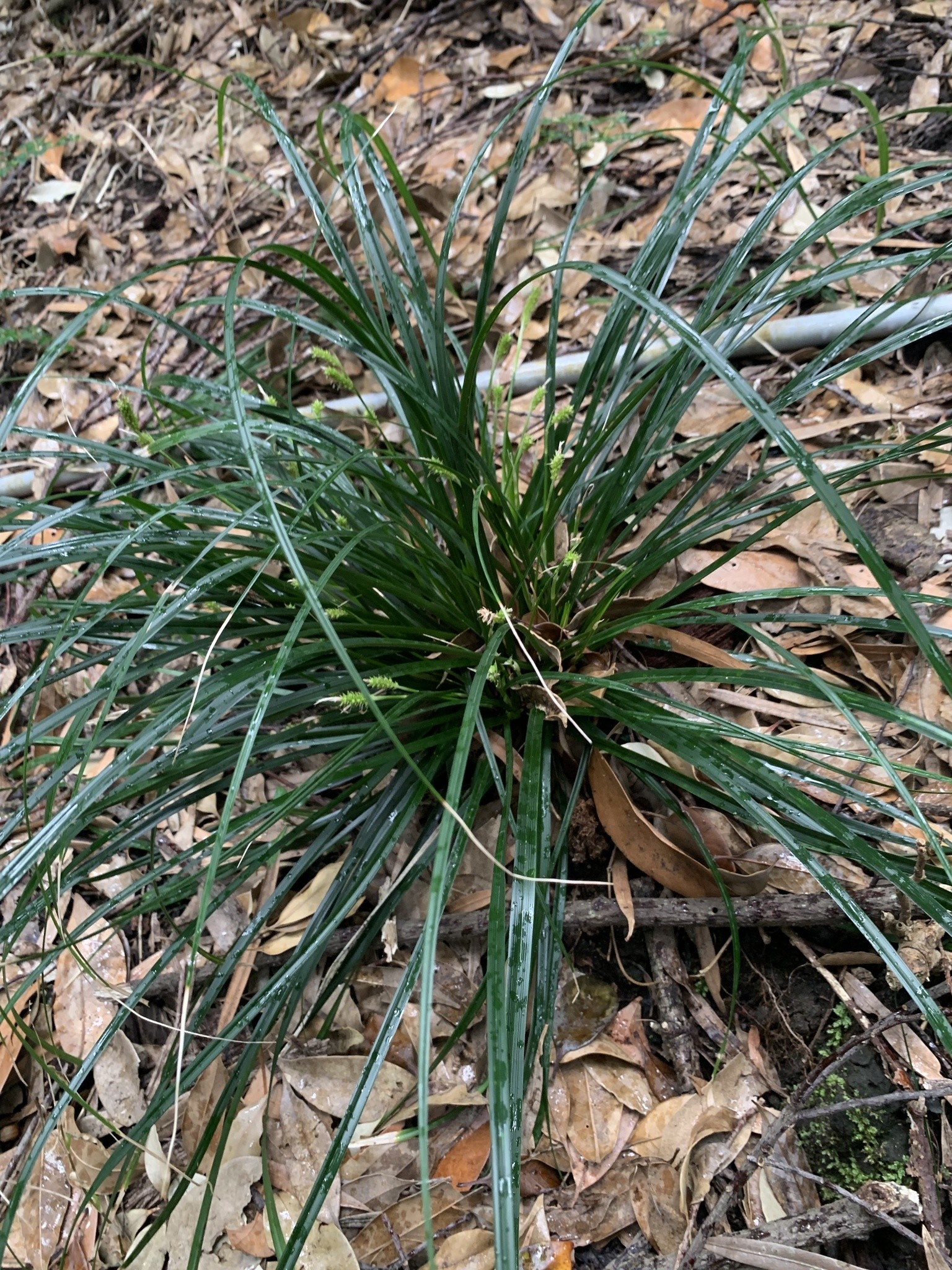 Sedge, Evergold — flowers or notable detail