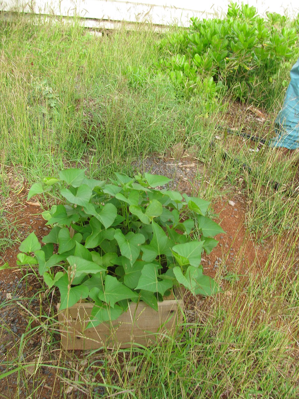 Sweet Potato Vine - Green — whole plant