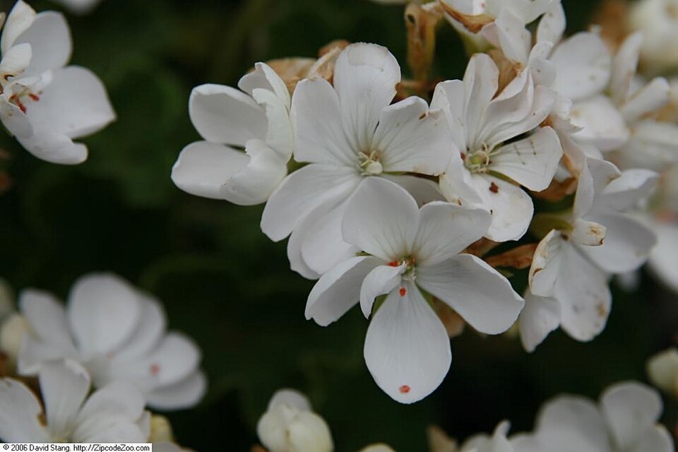 Geranium — whole plant