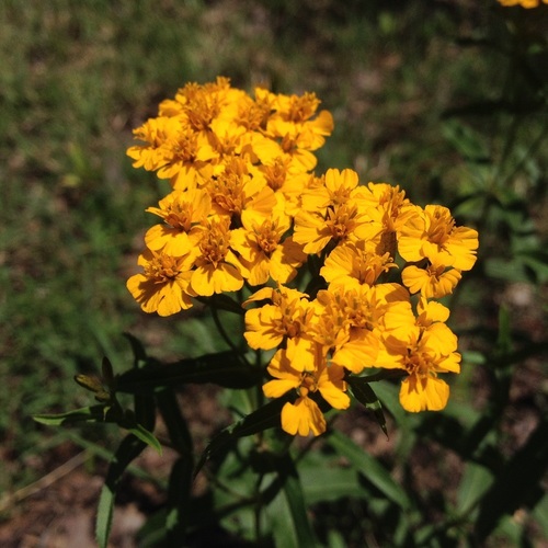 Mexican Mint Marigold — whole plant