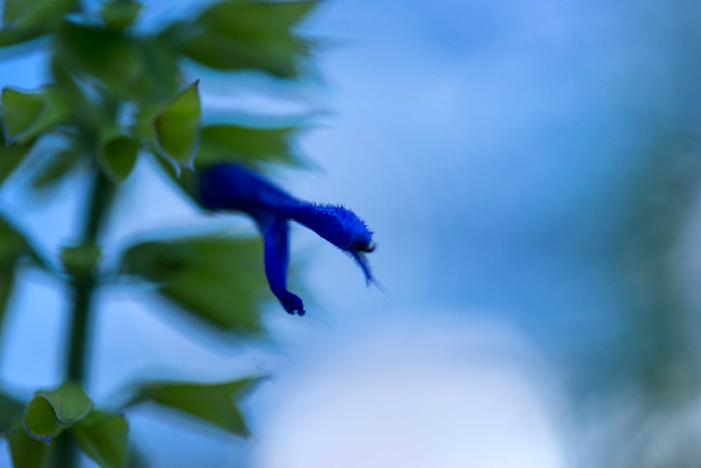 Mealy Blue Sage — whole plant