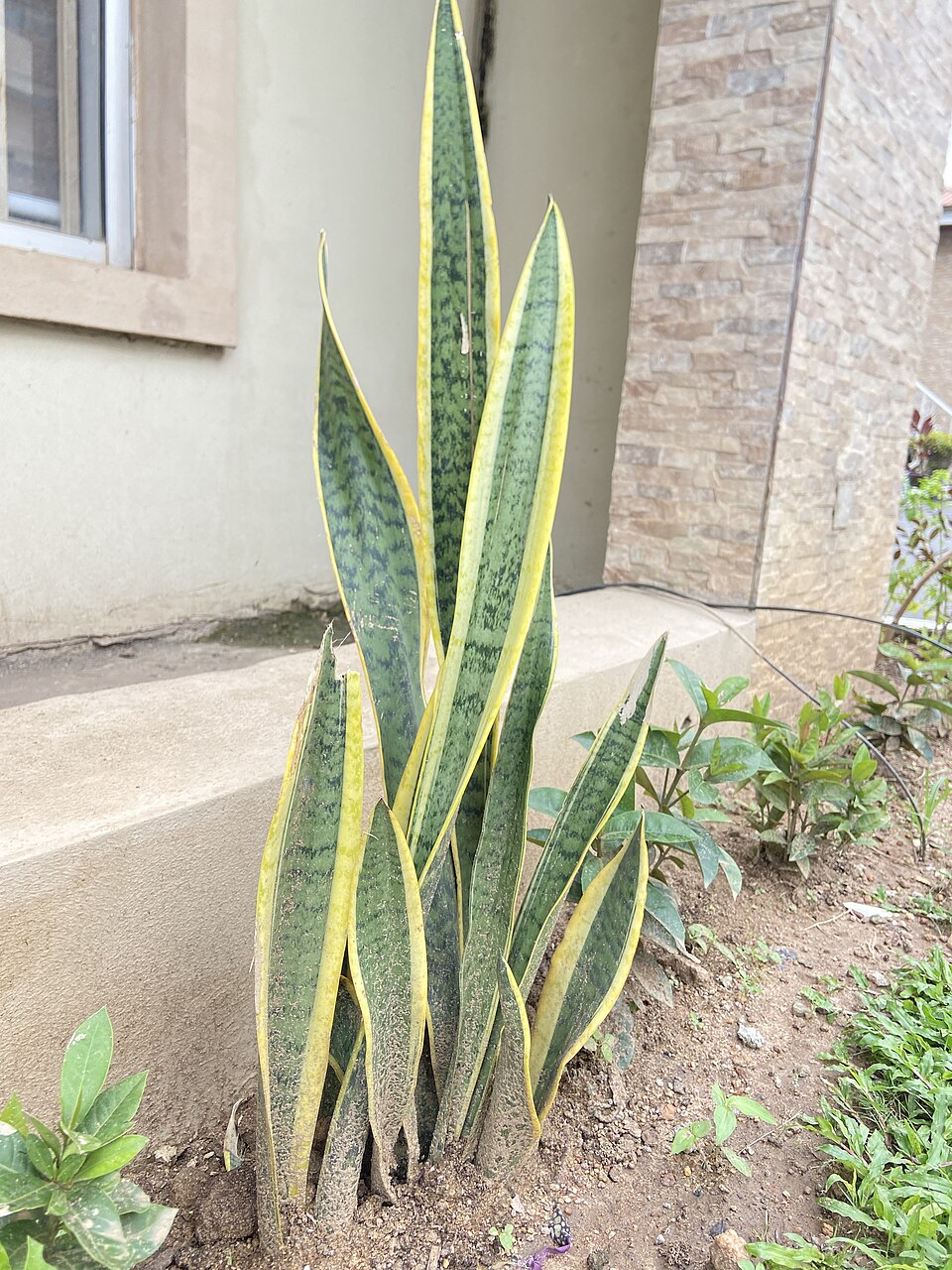 Sanseveria — whole plant