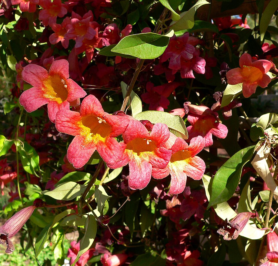 Cross Vine — whole plant