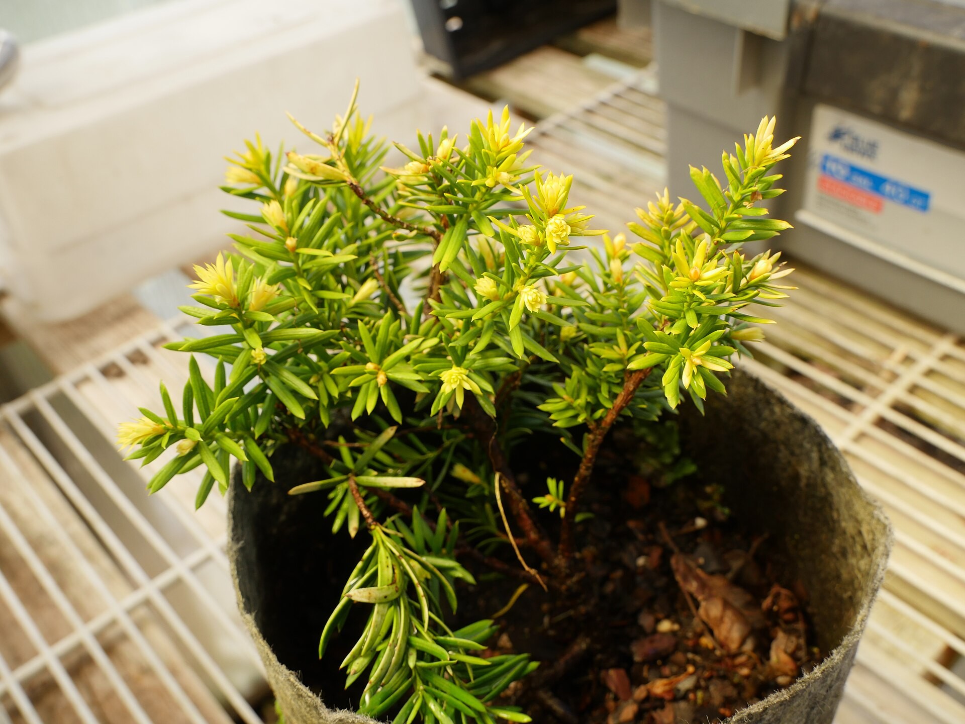 Yew, Japanese — flowers or notable detail