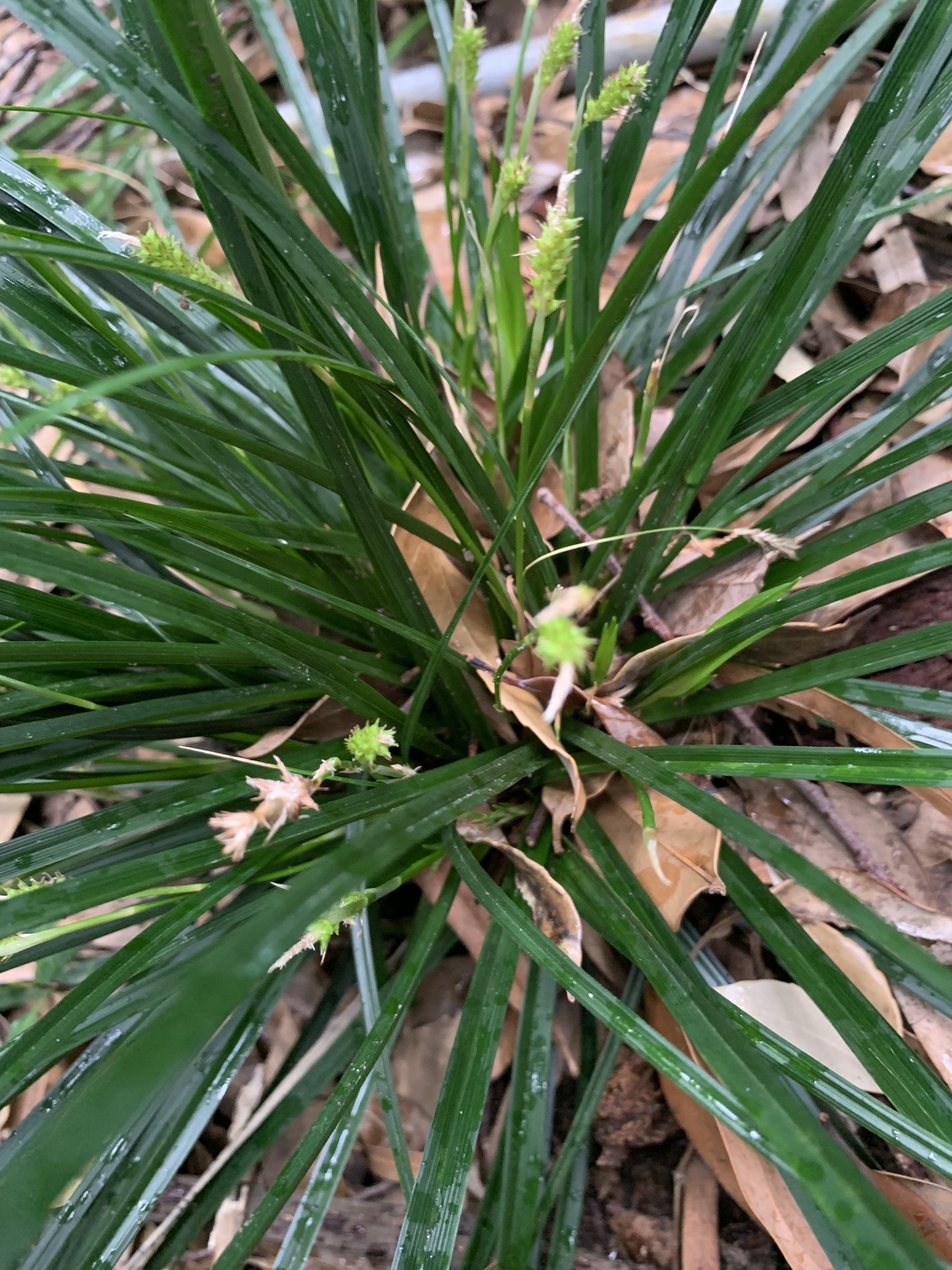 Sedge, Everillo — flowers or notable detail