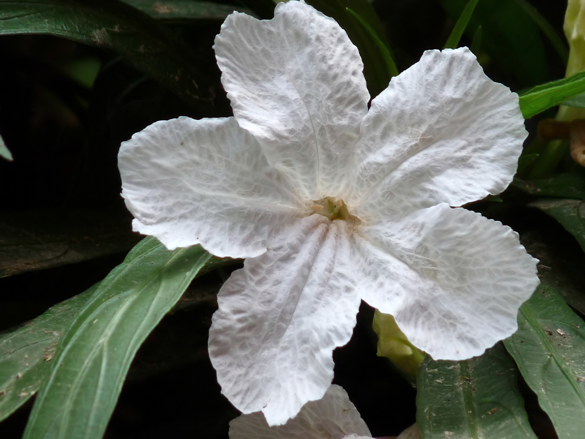 Ruellia, Katie's Dwarf — flowers or notable detail