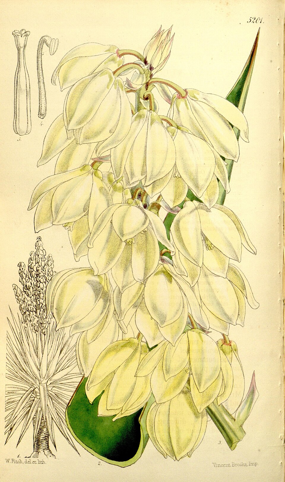 Spanish Dagger — 4-6' — whole plant