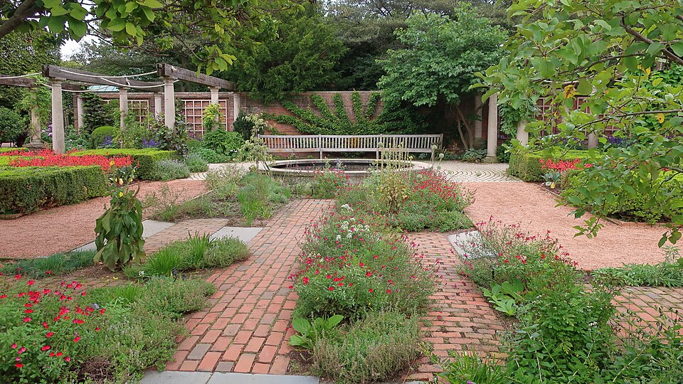 Sage, Big Red — flowers or notable detail