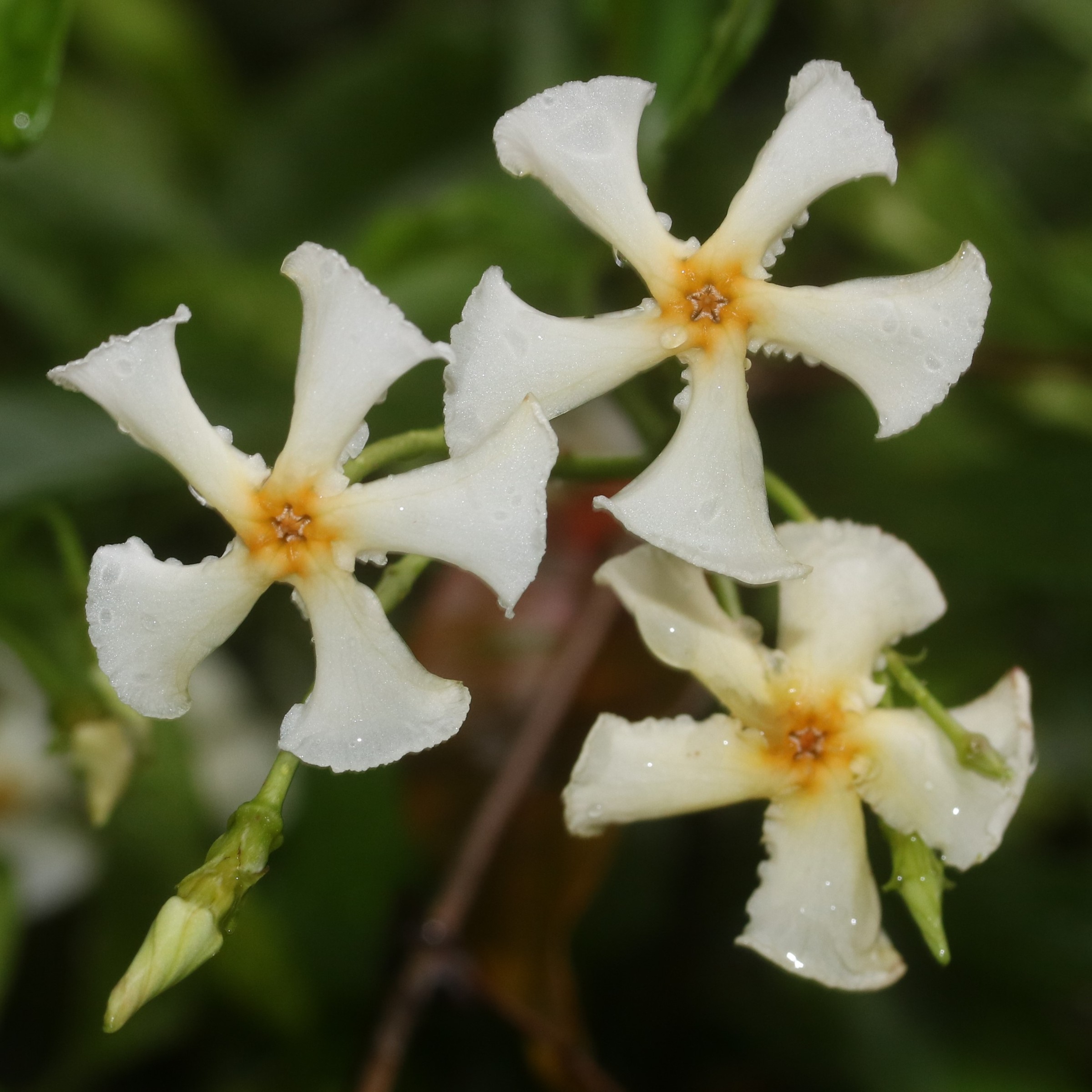 Jasmine, Asian — flowers or notable detail