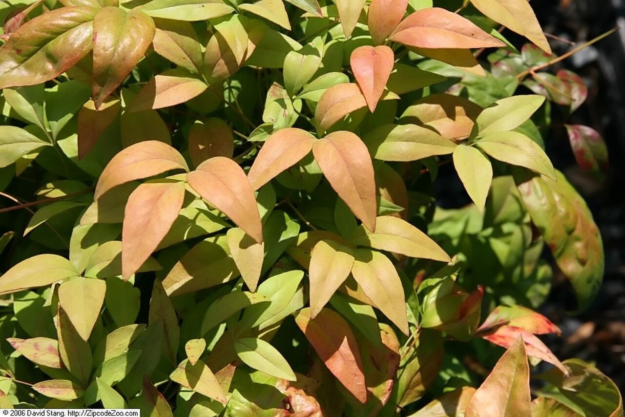Nandina, Fire Power — whole plant