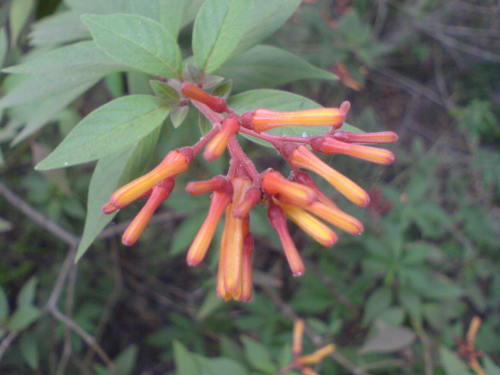 Firebush Lime Sizzler — whole plant