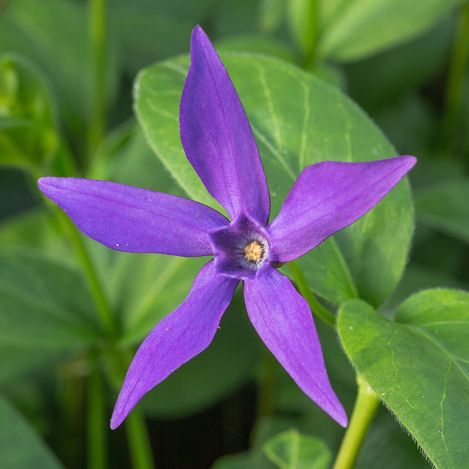 Vinca Major — whole plant