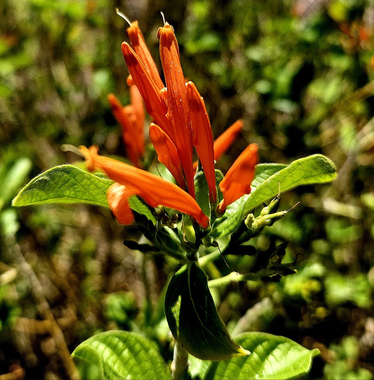 Mexican Honeysuckle — whole plant