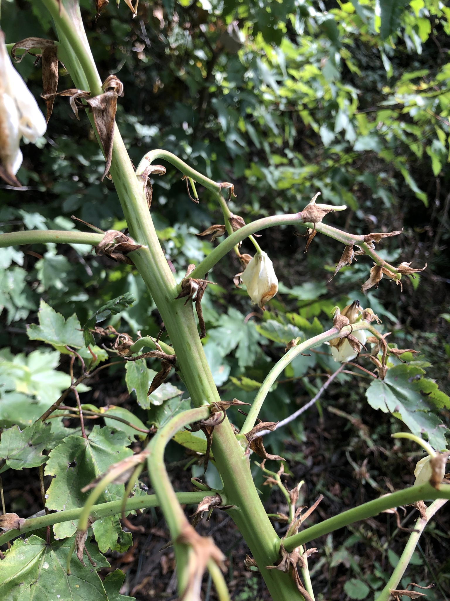 Soft Leaf Yucca — whole plant