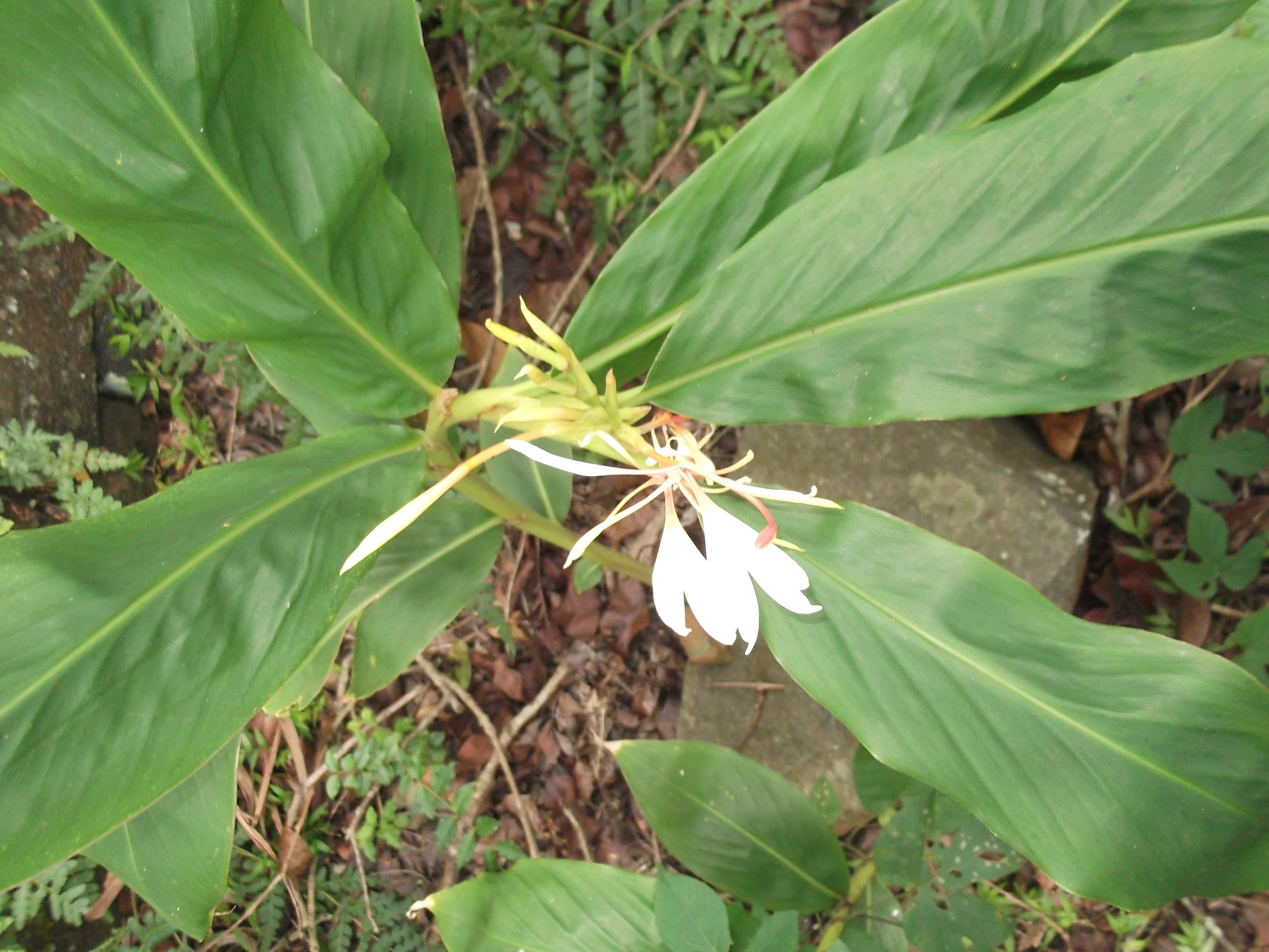 Ginger, Butterfly — whole plant