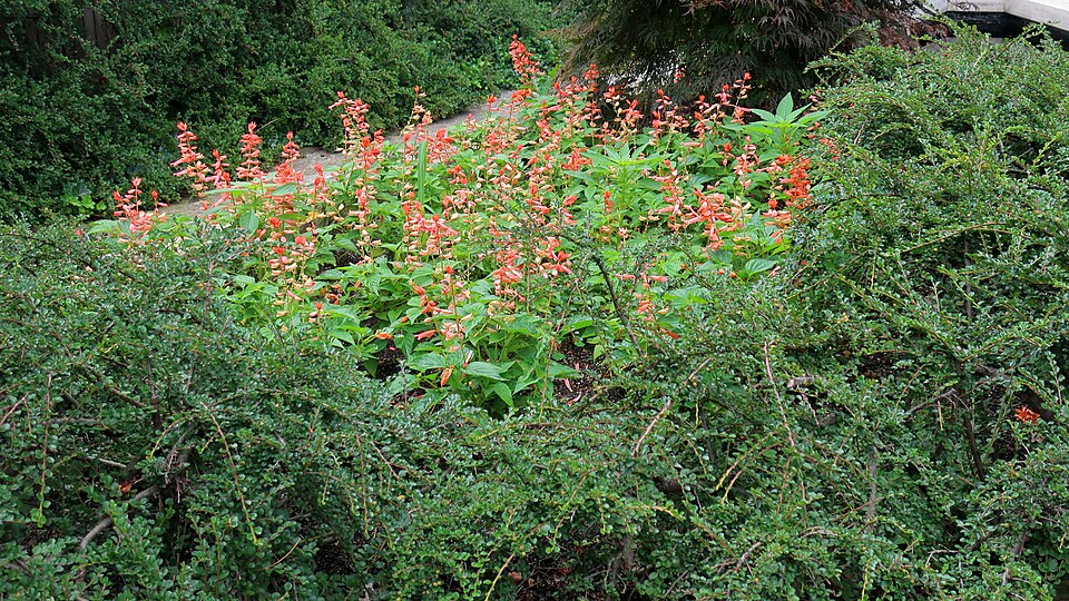 Salvia, Annual Red — whole plant
