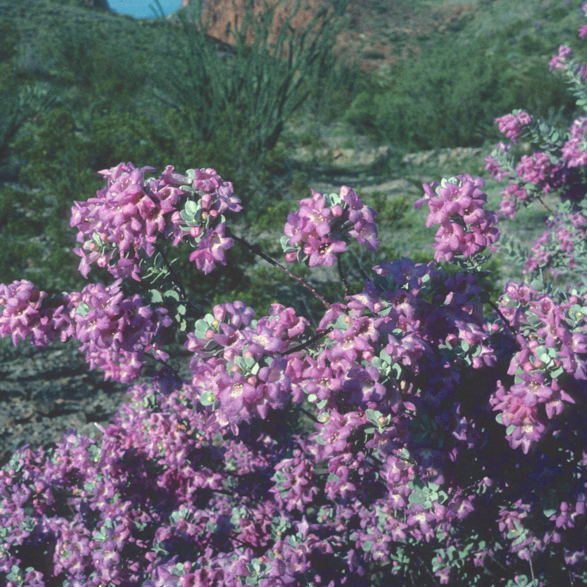 Texas Sage Greencloud — whole plant