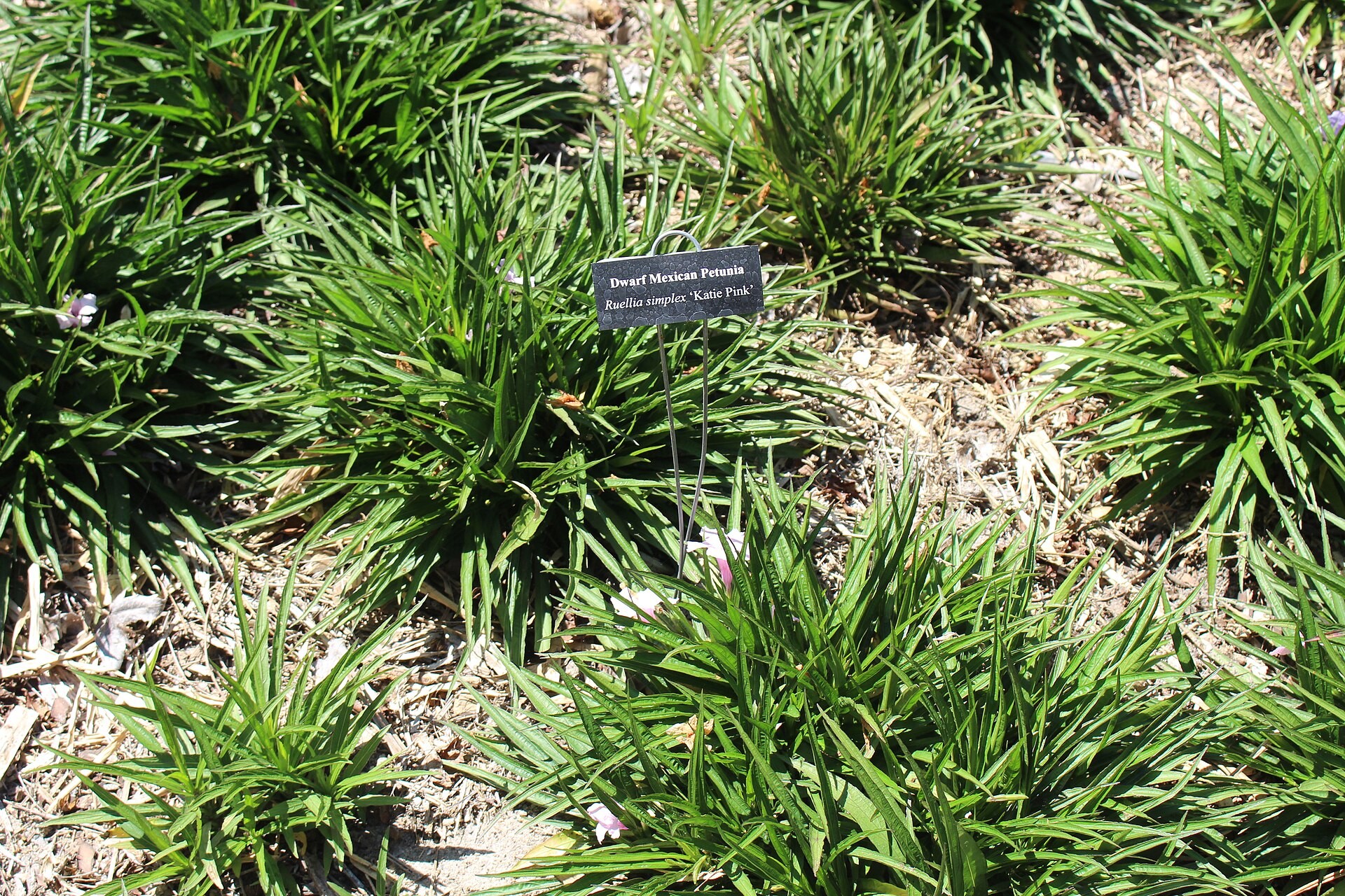 Ruellia, Katie's Dwarf — whole plant